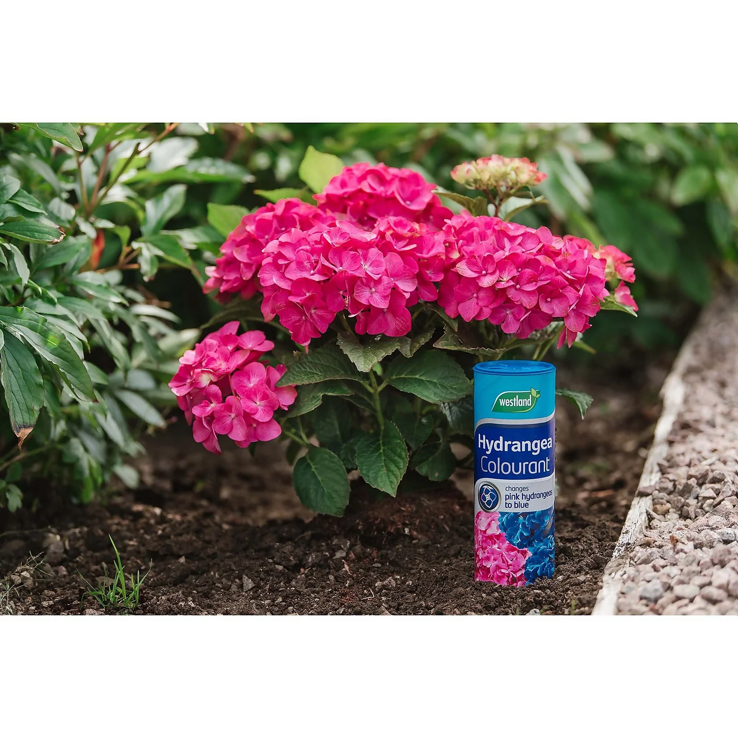 Westland Hydrangea Colourant - 500g 2 Westland Hydrangea Colourant - 500g - Image 2