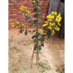 10 Pack Bamboo Canes - 0.9m/3ft -Garden Decorations and Ornaments Store 12885362 8554952637996915