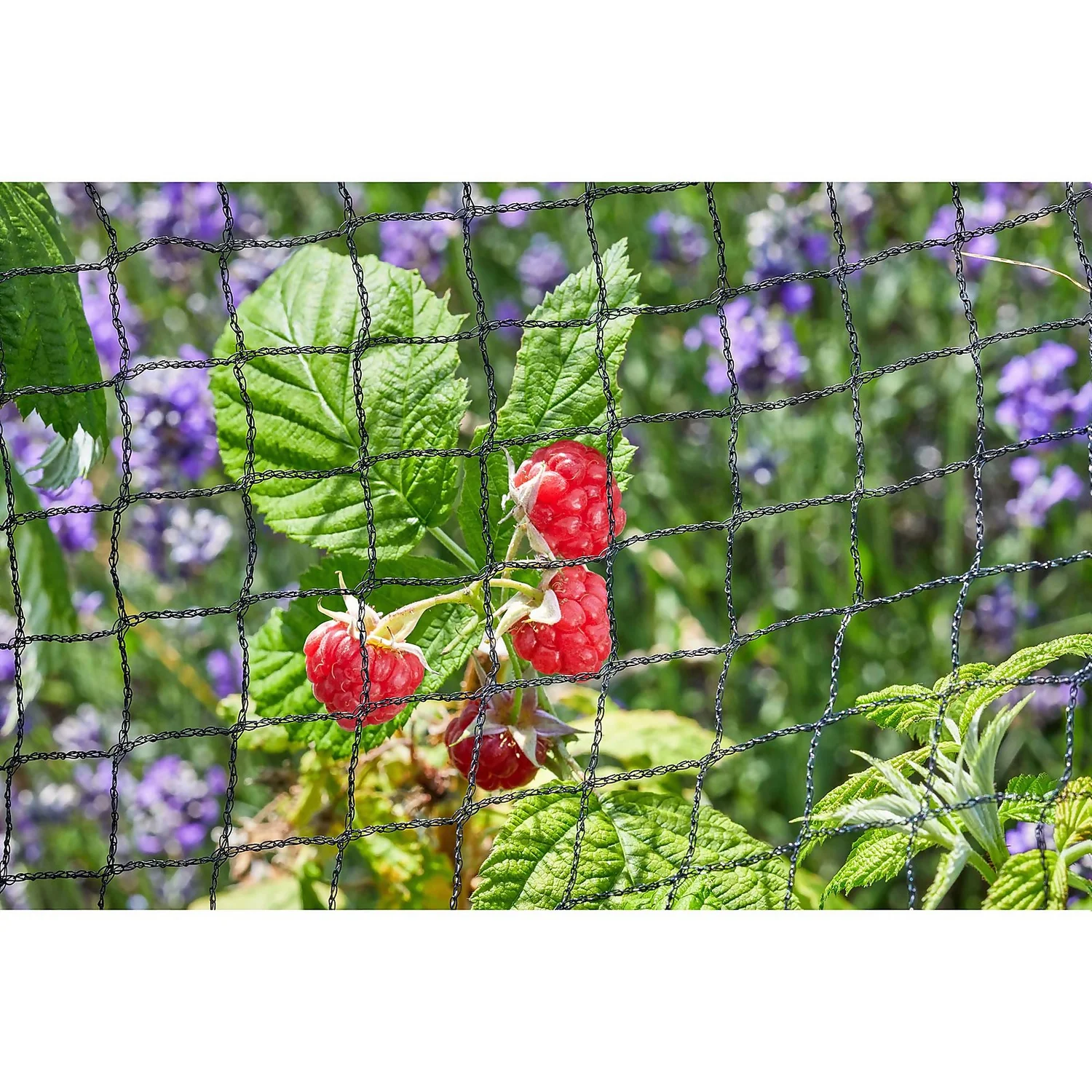 25mm Black Fruit Netting 2 25mm Black Fruit Netting - Image 2