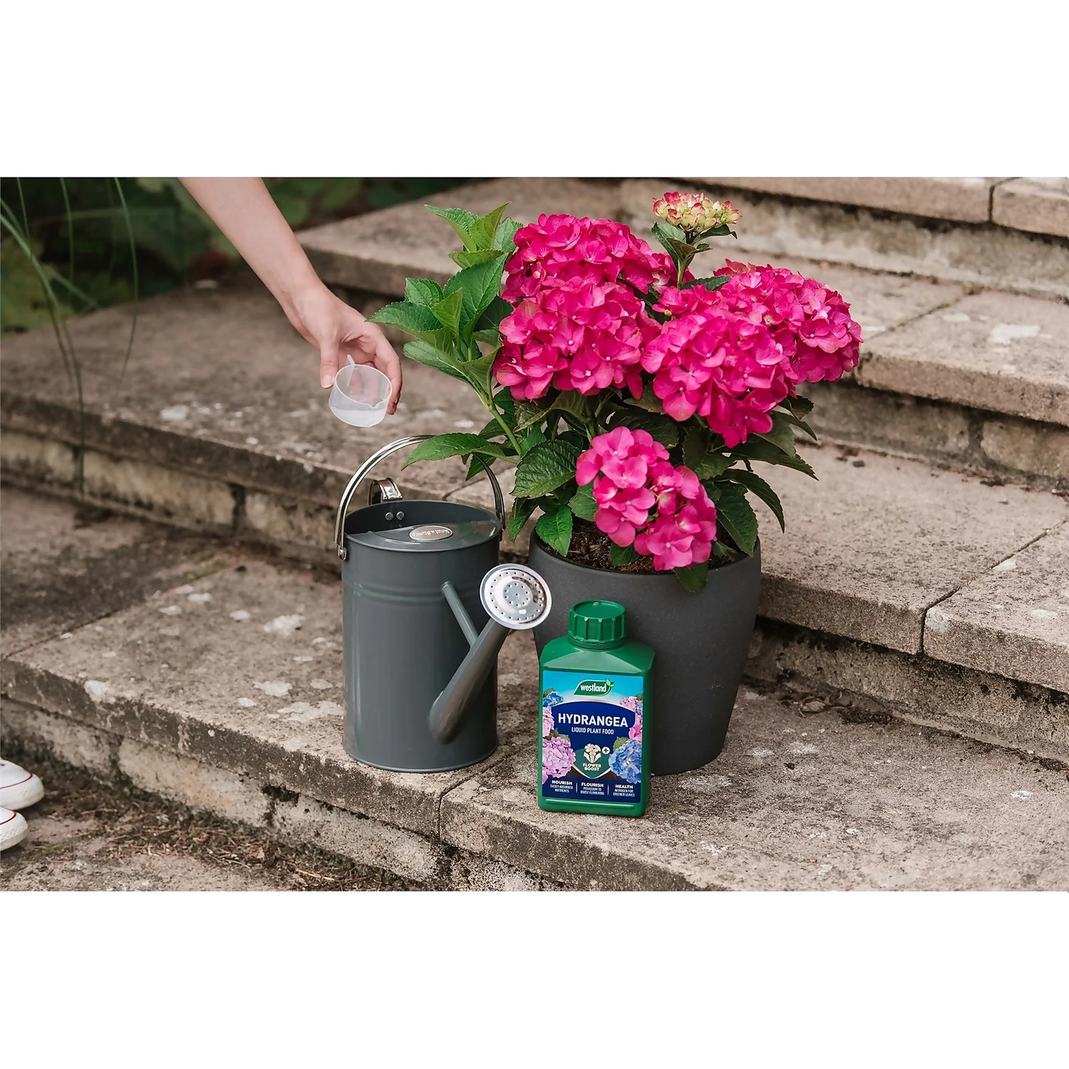 Westland Hydrangea Feed - 1l 2 Westland Hydrangea Feed - 1l - Image 2