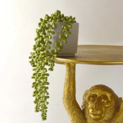 House Beautiful String Of Pearls In Ceramic Pot -Garden Decorations and Ornaments Store 12890040 3924857412833165