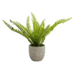Maidenhair Fern In Ceramic Pot -Garden Decorations and Ornaments Store 12890042 1544868121170856