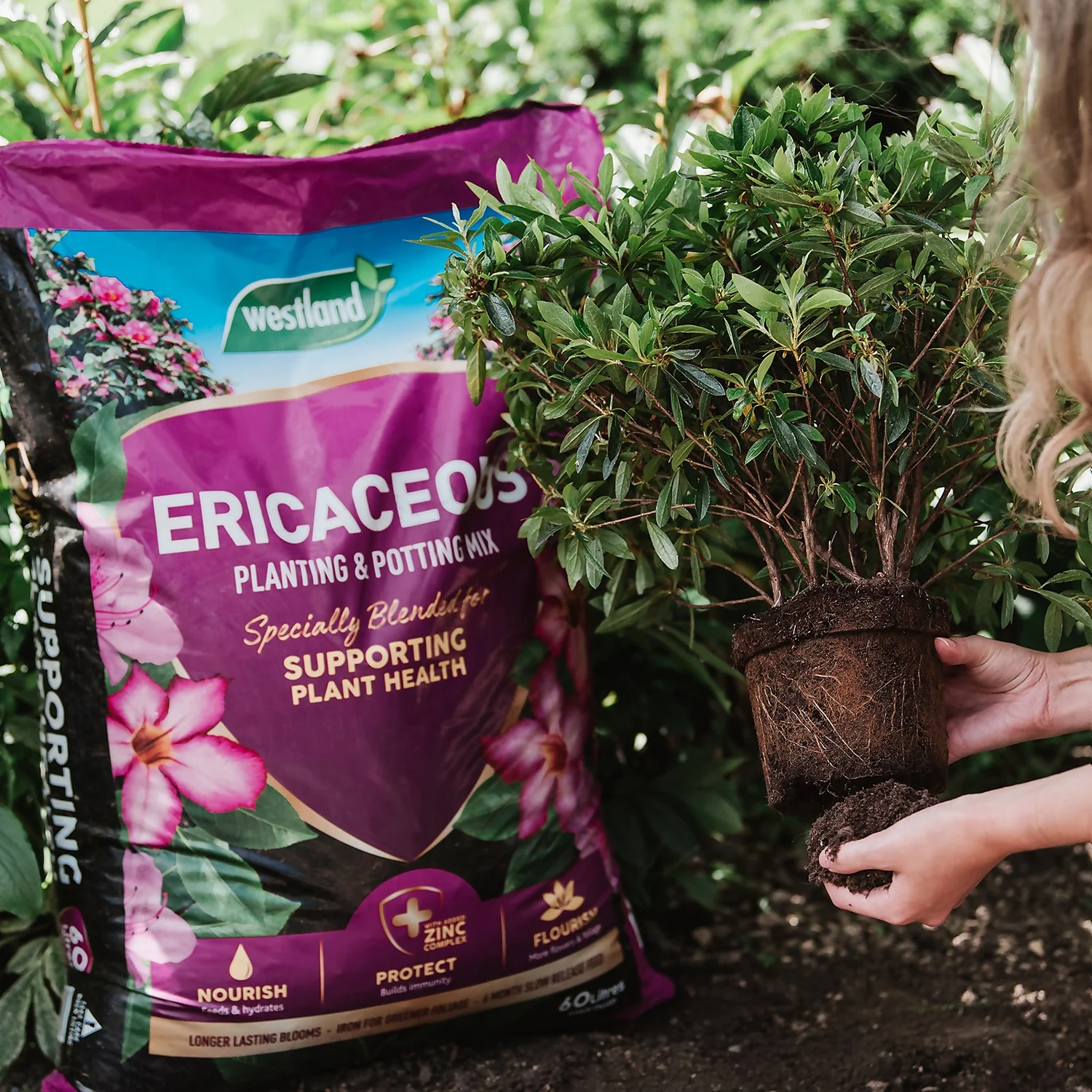 Westland Ericaceous Planting & Potting Mix - 50L 2 Westland Ericaceous Planting & Potting Mix - 50L - Image 2