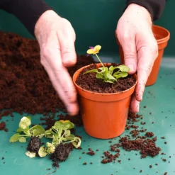 Coco & Coir Coco Boost All Purpose Compost With Added Nutrients - 15L -Garden Decorations and Ornaments Store 13487131 4394919981240271