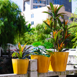 Glazed Finish Planter Mustard 50cm -Garden Decorations and Ornaments Store 13928633 7695001956315193