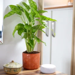 Art Deco Indoor Plant Pot - 12cm -Garden Decorations and Ornaments Store 14197411 5485024190924552